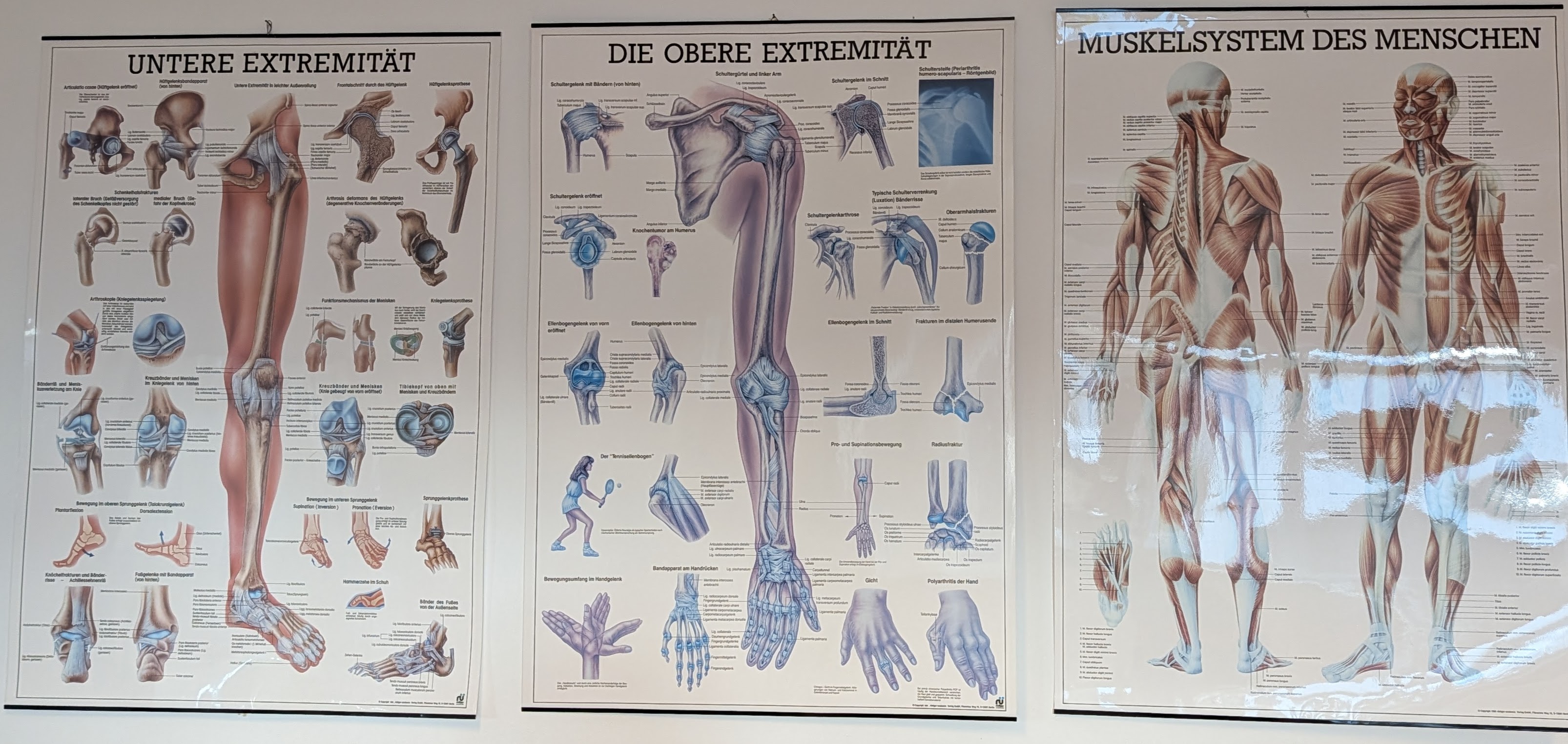 map[class:aspect-square object-contain object-center w-[75%] src:images/human_bodies.jpg]